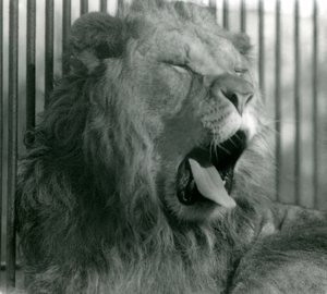 Samiec lwa, Abdullah, ziewa w swoim wybiegu w londyńskim zoo w 1925 r. autorstwa Frederick William Bond