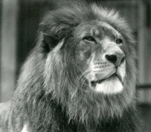 Samiec lwa Kuja w londyńskim zoo w sierpniu 1924 r. autorstwa Frederick William Bond