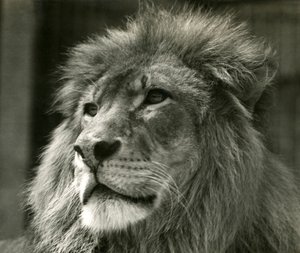 Samiec lwa Kuja w londyńskim zoo w sierpniu 1924 r.