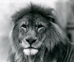 Samiec lwa Kuja w londyńskim zoo w styczniu 1925 r. autorstwa Frederick William Bond