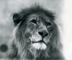 Samiec lwa Kuja w londyńskim zoo w styczniu 1925 r. autorstwa Frederick William Bond