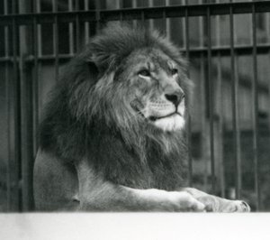 Samiec lwa „Kuja” leżący w swojej zagrodzie w londyńskim zoo w styczniu 1925 r. (zdjęcie czarno-białe) autorstwa Frederick William Bond