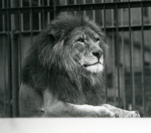 Samiec lwa Kuja leżący w swoim wybiegu w londyńskim zoo w styczniu 1925 r. autorstwa Frederick William Bond