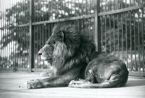 Samiec Lwa Toto leżący w swojej zagrodzie w londyńskim zoo we wrześniu 1927 r. autorstwa Frederick William Bond