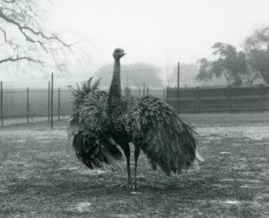 Pokaz męskich połączeń przez Greater Rhea, londyńskie zoo autorstwa Frederick William Bond