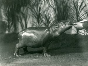 Percy, młody hipopotam karłowaty karmiony z ręki w londyńskim zoo, listopad 1923 (mc. zdjęcie) autorstwa Frederick William Bond