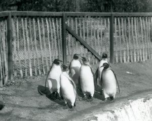 Sześć pingwinów królewskich spacerujących przy basenie w londyńskim zoo w 1927 r. autorstwa Frederick William Bond
