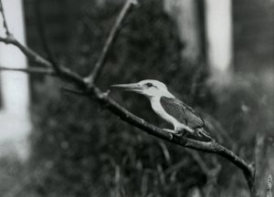 Zimorodek bocianowaty odpoczywający na gałęzi, ten podgatunek pochodzi z Archipelagu Sulu na Filipinach, Londyńskie Zoo autorstwa Frederick William Bond
