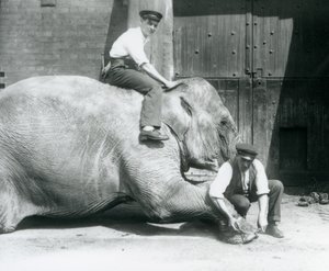 Sundermalah, której przednia stopa jest przycięta przez jednego opiekuna, z pilnikiem, podczas gdy inny siedzi na jej plecach, Londyńskie Zoo, sierpień 1926 autorstwa Frederick William Bond