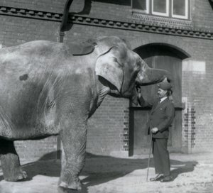 Syed Ali trenujący Indiarani przed Elephant House, londyńskie zoo, październik 1925 autorstwa Frederick William Bond