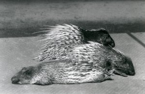 Trzy jeżozwierze południowoafrykańskie przylądka, londyńskie zoo, 1925 r autorstwa Frederick William Bond