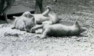 Trzy szczeniaki Coyote tarzają się po ziemi u stóp matki, londyńskie zoo autorstwa Frederick William Bond