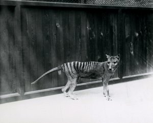 Wilk wilkołak tasmański w londyńskim zoo, przed 1930 r autorstwa Frederick William Bond