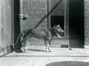 Wilk workowaty / Wilk tasmański w londyńskim zoo w sierpniu 1926 (zdjęcie czarno-białe) autorstwa Frederick William Bond