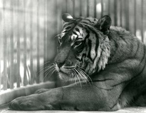Tygrys Sam w londyńskim zoo, 1925 autorstwa Frederick William Bond