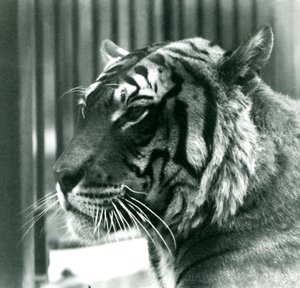 Tiger Sam w londyńskim zoo w 1925 r. autorstwa Frederick William Bond
