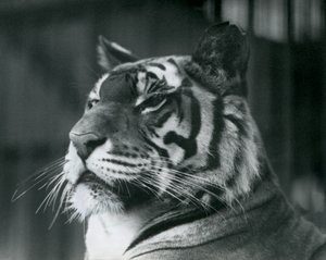 Tigress Sally w londyńskim zoo w 1927 r. autorstwa Frederick William Bond
