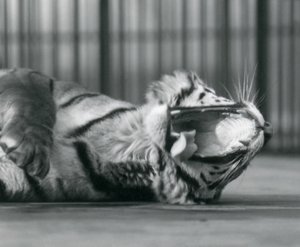 Tygrysica „Sally”, ziewając, leżąc na podłodze swojego wybiegu, londyńskie zoo autorstwa Frederick William Bond