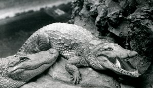 Dwa aligatory amerykańskie w londyńskim zoo, lipiec 1914 autorstwa Frederick William Bond