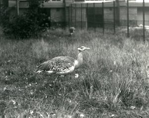 Dwa dropie arabskie stojące na wybiegu w londyńskim zoo, wrzesień 1927 r. autorstwa Frederick William Bond