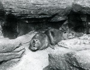 Dwie nuty odpoczywające wśród skał w swojej zagrodzie w londyńskim zoo, kwiecień 1925 autorstwa Frederick William Bond