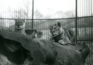 Dwa lwiątka, które urodziły się w menażerii, w ich wybiegu w londyńskim zoo, kwiecień 1924 r. autorstwa Frederick William Bond