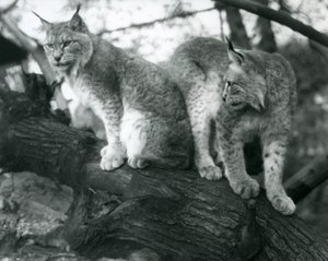 Dwa Ryś Północny, jeden siedzący i jeden stojący, na gałęzi, londyńskie zoo, październik 1925 autorstwa Frederick William Bond