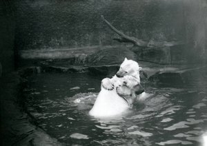 Dwa niedźwiedzie polarne, w tym młodociany, przytulają się i bawią w basenie w londyńskim zoo, czerwiec 1922 r. autorstwa Frederick William Bond