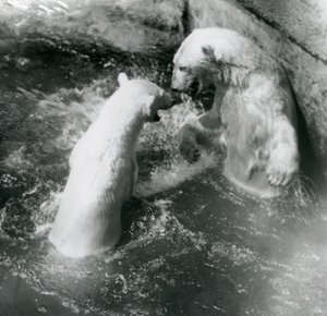 Dwa niedźwiedzie polarne bawią się w swoim basenie. Londyńskie zoo w 1926 r. autorstwa Frederick William Bond