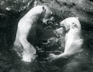Dwa niedźwiedzie polarne bawiące się w basenie w londyńskim zoo w 1926 r. autorstwa Frederick William Bond