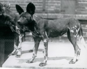 Dwa somalijskie dzikie psy w londyńskim zoo, lipiec 1925 autorstwa Frederick William Bond