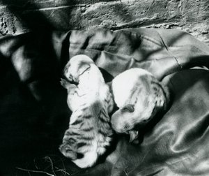 Dwa młode hieny pręgowane w londyńskim zoo, c.1914 autorstwa Frederick William Bond