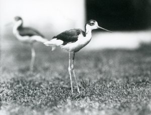 Dwa szczudła z czarnymi szyjami stojące na trawie, londyńskie zoo, lipiec 1925 autorstwa Frederick William Bond