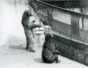 Dwa niedźwiedzie brunatne, jeden stojący na tylnych łapach, a drugi siedzący, spoglądają w dół z tarasów Mappin, londyńskie zoo, lipiec 1925 autorstwa Frederick William Bond