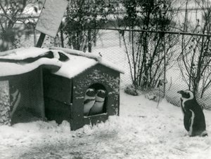 Dwa zagrożone wyginięciem pingwiny czarnołape wychodzą ze swojej budki lęgowej w śniegu, podczas gdy inny patrzy, londyńskie zoo, 1924 autorstwa Frederick William Bond