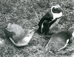 Dwa młodociane i jeden dorosły afrykańskie pingwiny Jackass czarnonogie, siedzące i leżące na trawie, w londyńskim zoo, kwiecień 1925 autorstwa Frederick William Bond