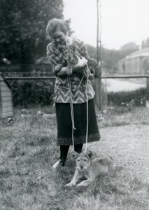 Dwa lwie młode z młodą kobietą w londyńskim zoo w sierpniu 1925 r. autorstwa Frederick William Bond