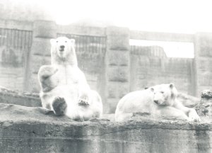 Dwa niedźwiedzie polarne w ZSL London Zoo, 1927 autorstwa Frederick William Bond