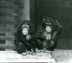 Dwa młode szympansy siedzące na drewnianej skrzyni, londyńskie zoo autorstwa Frederick William Bond