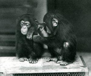 Dwóch młodych szympansów siedzi na drewnianej skrzyni. Jeden siedzi nieruchomo, podczas gdy drugi pielęgnuje futro, londyńskie zoo autorstwa Frederick William Bond