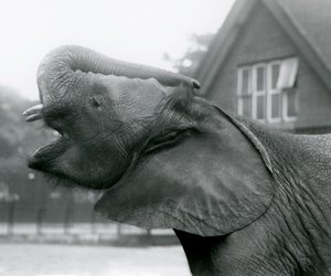 Młody słoń afrykański Kiberenge podnosi trąbę i woła, londyńskie zoo, sierpień 1925 r. autorstwa Frederick William Bond