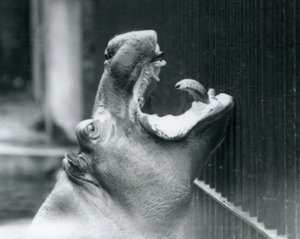 Młody hipopotam Bobbie w londyńskim zoo, 1927 autorstwa Frederick William Bond