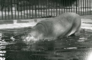 Młody hipopotam Bobbie wchodzi do swojego basenu w londyńskim zoo w sierpniu 1927 r. autorstwa Frederick William Bond