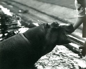 Młody hipopotam "Bobbie" z opiekunem w londyńskim zoo, wrzesień 1920 r. autorstwa Frederick William Bond