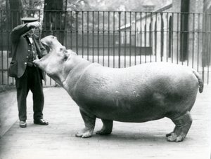 Młody Hipopotam Bobbie z opiekunem Ernie Bowmanem, Londyńskie Zoo, lipiec 1923 (zdjęcie bw) autorstwa Frederick William Bond
