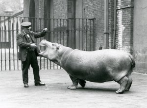 Młody Hipopotam Bobbie z opiekunem Ernie Bowmanem, Londyńskie Zoo, lipiec 1923 (zdjęcie bw) autorstwa Frederick William Bond