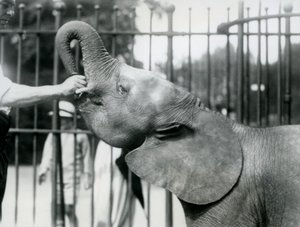 Młoda samica afrykańskiego słonia karłowatego Oojah otrzymuje smakołyk, londyńskie zoo, lipiec 1925 r. autorstwa Frederick William Bond