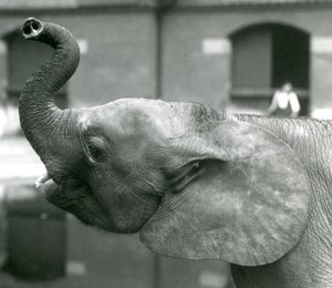 Młoda samica słonia afrykańskiego Oojah podnosząca trąbę w londyńskim zoo, sierpień 1925 r autorstwa Frederick William Bond
