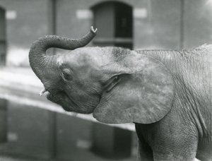Młoda samica afrykańskiego słonia karłowatego Oojah podnosząca trąbę w londyńskim zoo, lipiec 1925 r. autorstwa Frederick William Bond