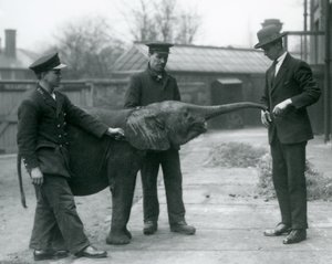 Młoda samica afrykańskiego słonia karłowatego Oojah podnosi trąbę na smakołyk w londyńskim zoo, czerwiec 1925 r. autorstwa Frederick William Bond
